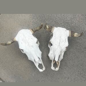 Two Authentic Cow skulls